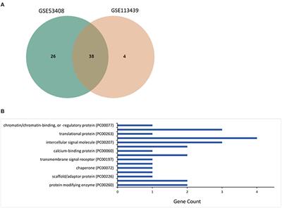 Molecular Characterization and Elucidation of Pathways to Identify Novel Therapeutic Targets in Pulmonary Arterial Hypertension